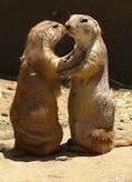 RisingSign's tweet photo. This is so familiar. It's obvious that animals feel love, attachment and need to embrace as we do. http://t.co/Ws3lF3YgRm