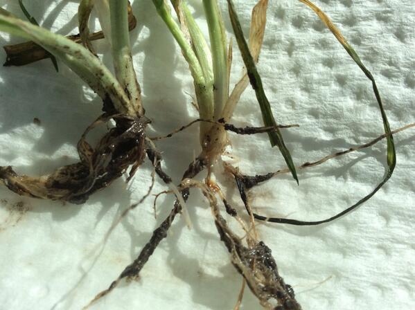 GR_Agronomics's tweet photo. Winter wheat alive and well. New roots growing out of crown after 5 days in office. #winterwheat14 http://t.co/qsJYdzAOj2