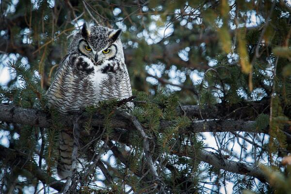 YellowstoneNPS's tweet photo. As darkness falls, the gaze of a "#greathornedowl settles on a photographer (who quickly left, despite his size). http://t.co/rlDIFJkLqS