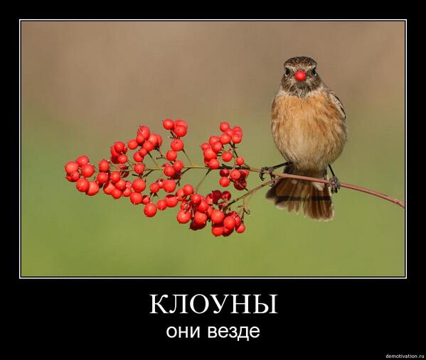matesivemo tweet picture
