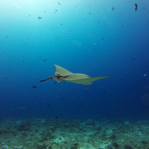 #maldives #maayathila #dive #dream #diving #goprohero3 #goprohero #gopro #nofilter #e... ift.tt/1hdCrge