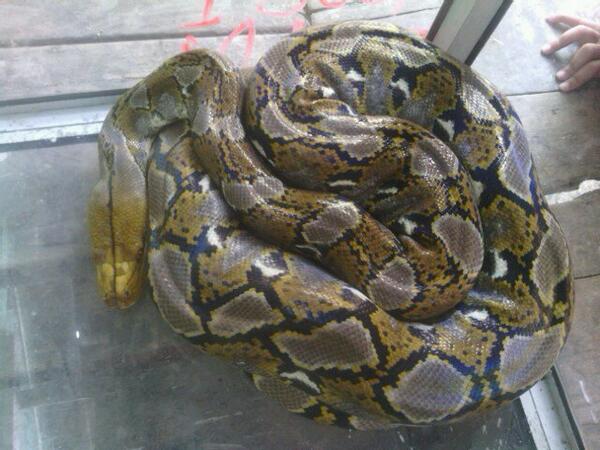 one___why's tweet image. Ada yg minat pelihara ular sanca kembang? Hubungi saya ea...:)