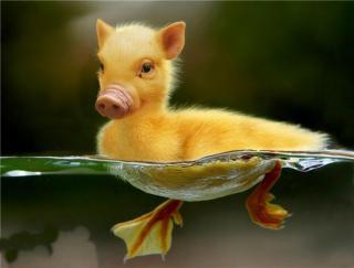 bosgokil's tweet photo. Bebek tapi Haram :D http://t.co/PS9hJ6xn83