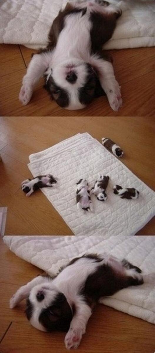 ThatsAnimals's tweet photo. Me trying to get out of bed http://t.co/fKc58ZXNAb