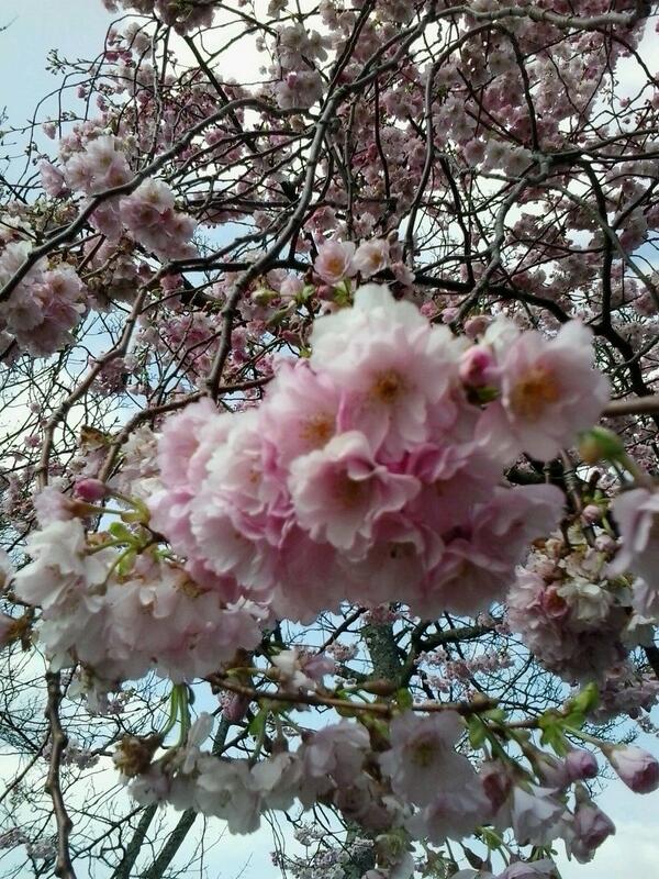 BBCLancashire's tweet photo. Stanley Park just blossoming today ! @gillylancs live till 4 pm #Blackpool http://t.co/a2vTM8PPBQ