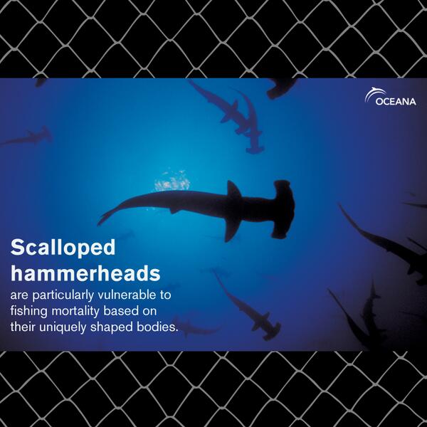 oceana's tweet image. Bycatch affects #marine life &amp;amp; #fish supply in more ways than you may know. Read our report: ow.ly/v3btF