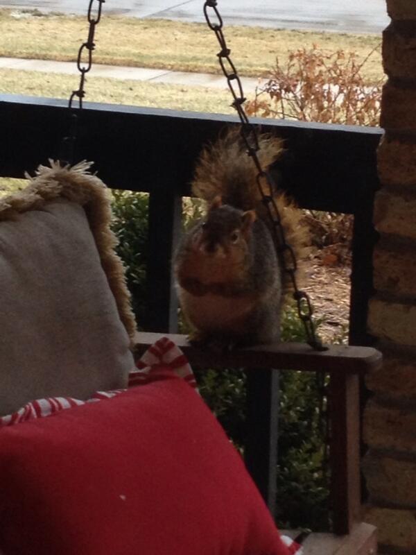 AgroenA's tweet photo. New guest on my porch swing today! #welcome #doggoingnuts http://t.co/eQc1OLYvFc