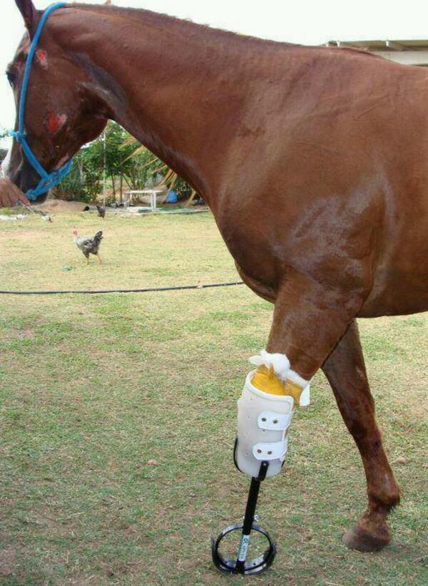 xxIlovehorses's tweet photo. Respect! Hoeveel retweets voor dit paardje? http://t.co/DdwUEmJoTq