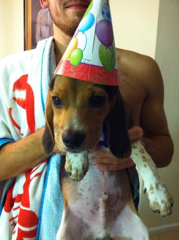 Happy 1st birthday <a href="/graciemaebeagle/">🐾Oliver Beagle / Gracie Mae OTRB 💔🌈🐾</a> ! I have my party pants on for ya