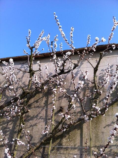 Le potager du Roi est en fleur ! 
RDV les 5 et 6 avril