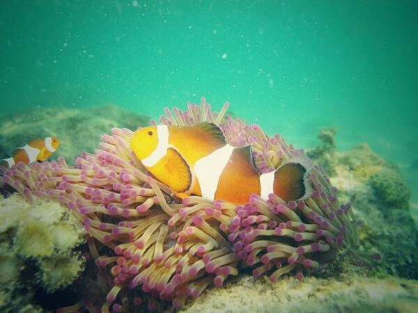 Hanif Jamal On Twitter Ikan Di Laut Asam Di Darat Http T Co Nxf1qibngo