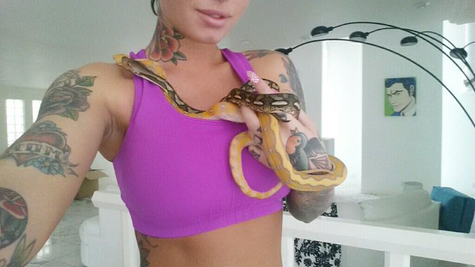 Purple sunfire and dwarf graniteback tiger produced and sold by http://t.co/bgTciGuWDZ by far the cutest<a href="/tag/cybermonday"class="tags"><span>#cybermonday</span></a>