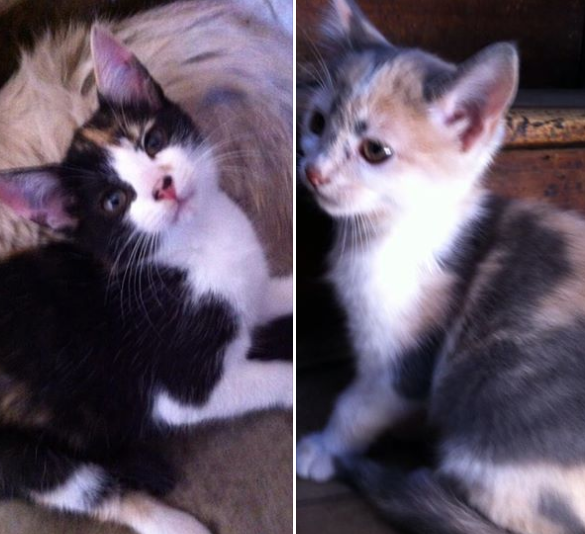 Tengo hermosos gatitos para regalar en Providencia,me ayudan con un RT? <a href="/franbulosa/">Francisca Undurraga</a>