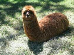 Ryan Sallach On Twitter Real Life Alaskan Bull Worm Http T Co Q2tdirrlmr