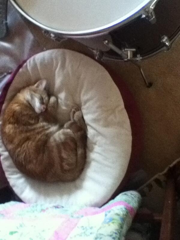 PattersonSeth's tweet image. Should I wake Notte up ?