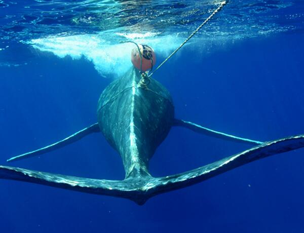 Whale's bacterial stowaways reveal how stressed it was after tangling with fishing gear ow.ly/v4ivI