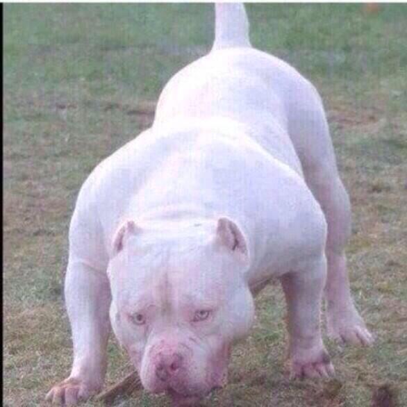 ChiefKeefsDread's tweet photo. NIGGAS BE LIKE... HE DONT BITE THO http://t.co/h7x4AOGGNv