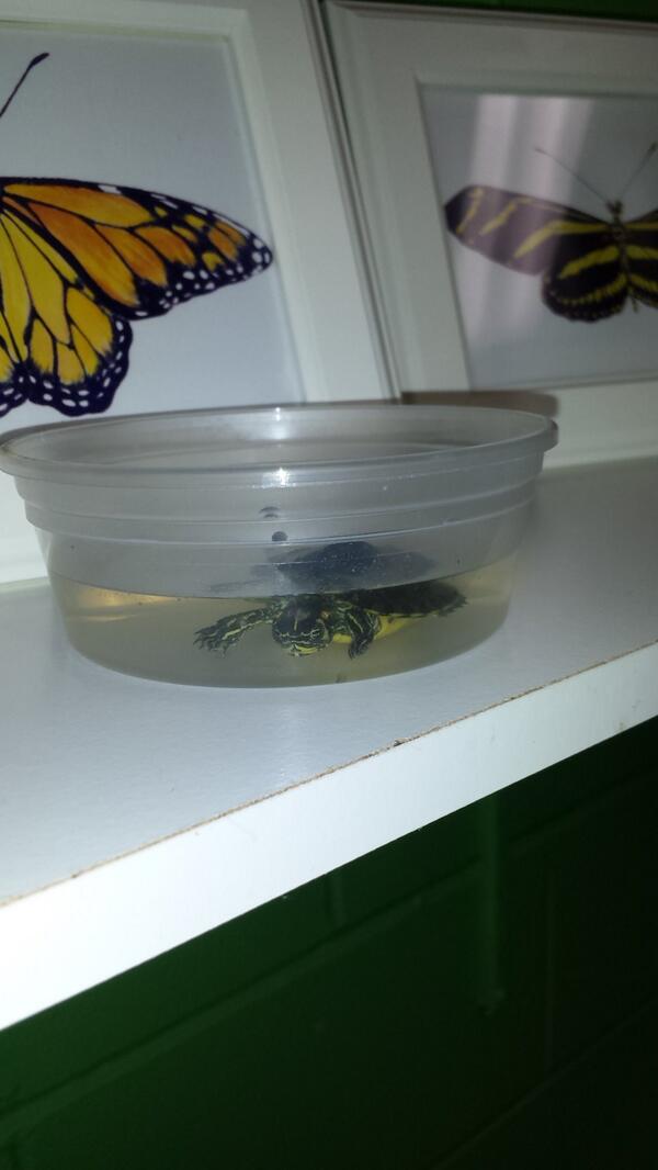 JaxNatureCenter's tweet photo. You never know who'll be assistant naturalist when you work around here! Today I monitored this sweet turtle friend. http://t.co/r3QO2RFgXg