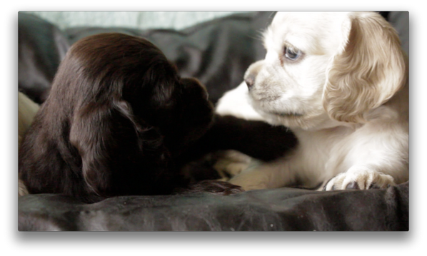 CENTURY21's tweet image. Have you seen the #C21PuppyCam yet? Head over to @YouTube and fall in Puppy Love! buff.ly/1mwz7AE