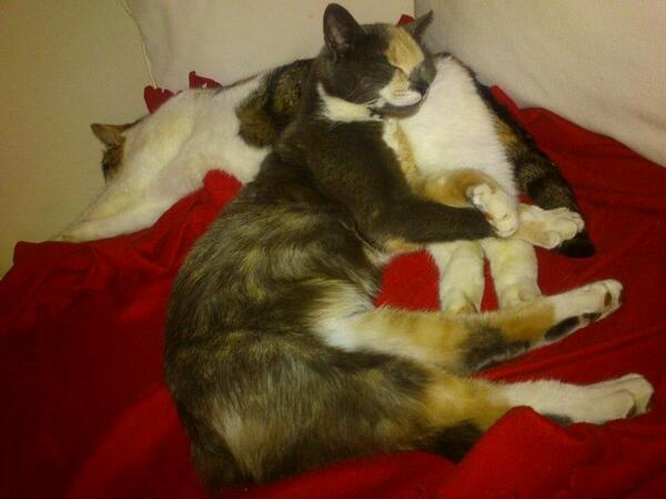 Damholt's tweet photo. Kattefred. http://t.co/tnXJDRT0hM