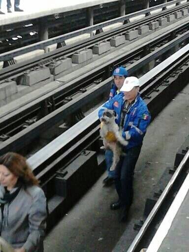MetroCDMX's tweet photo. Rescate en vías del perro Mali, en la estación Oceanía L-B, a cargo de nuestro personal. http://t.co/iddgzLQft8