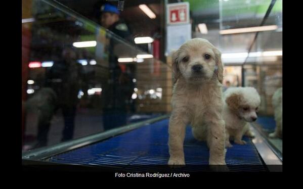 lajornadaonline's tweet photo. Urge Brigada de Vigilancia Animal registrar a las mascotas en el Distrito Federal http://t.co/86F9iQP8om http://t.co/LvwLEa7Q1O