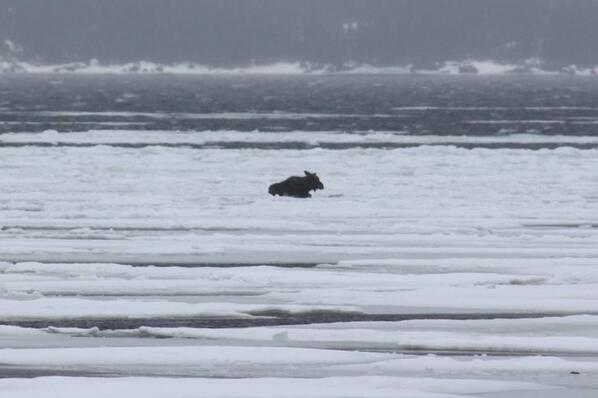 Cassandoof's tweet image. Pregnant moose stuck on the ice floating away from Dover and wildlife won't help.. Please spread the word. #HelpHer