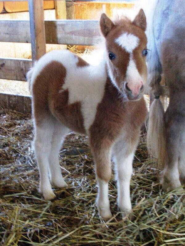 OraYReflexiona's tweet photo. RT si te parece tierno http://t.co/lHzS8IXqAO