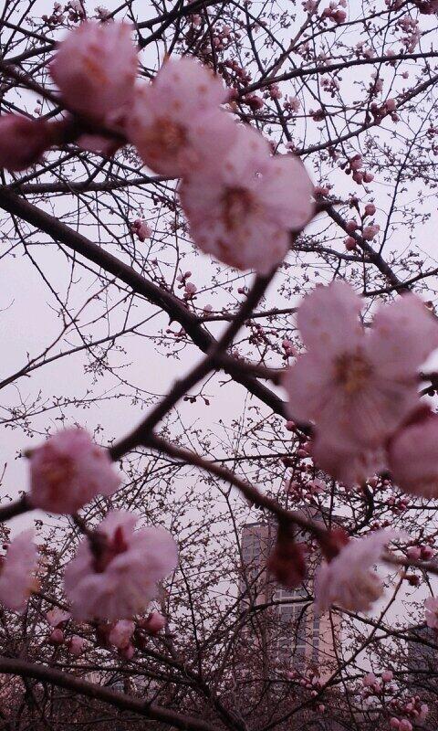 2014년 3월 마지막 주간 서울의 봄