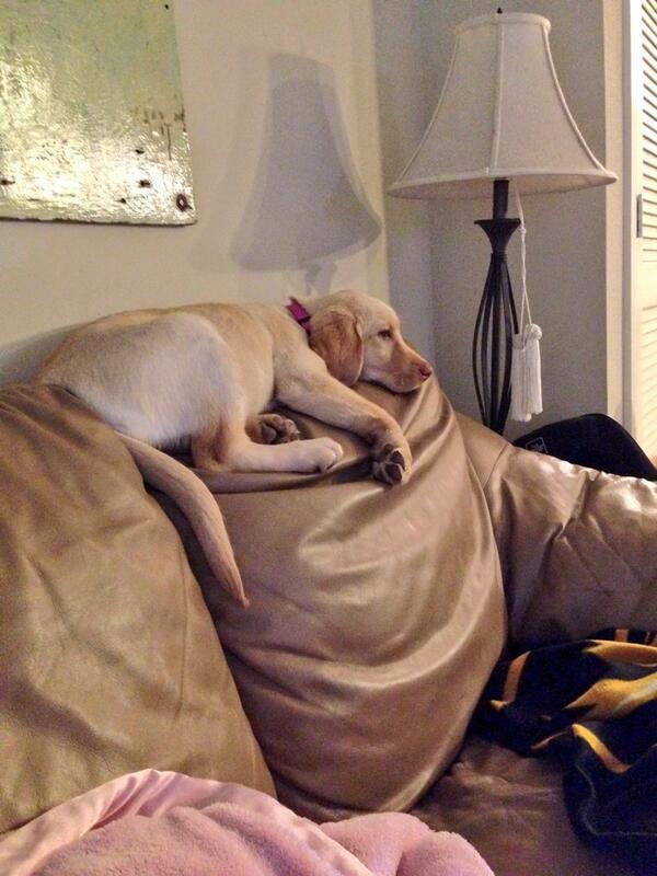 polock_Ania's tweet photo. I think I have the worlds cutest dog right now 🐶💗 http://t.co/6yFoQ2sSMA
