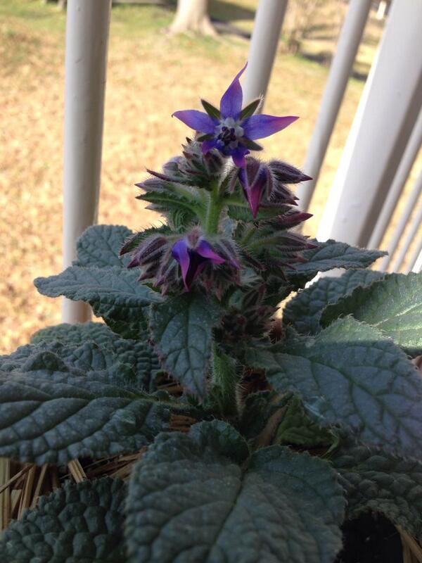 田口ケンタロウ 朝 ホアハウンドの種から芽が出て ボリジの花が咲いていた ボリジは僕にはノヴァーリス 青い花 の夢のイメージに近いです Http T Co Qvmbrqxtic 田口ケンタロウ 朝 ホアハウンドの種から芽が出て ボリジの花が咲いていた ボリジは僕にはノヴァーリス 青い花 の夢のイメージに近いです Http T Co Qvmbrqxtic