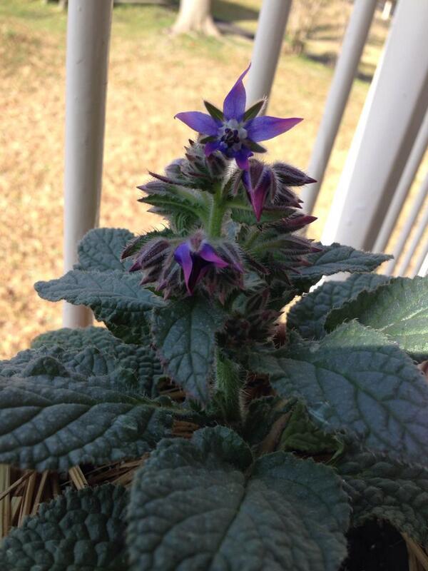 田口ケンタロウ 朝 ホアハウンドの種から芽が出て ボリジの花が咲いていた ボリジは僕にはノヴァーリス 青い花 の夢のイメージに近いです Http T Co Qvmbrqxtic