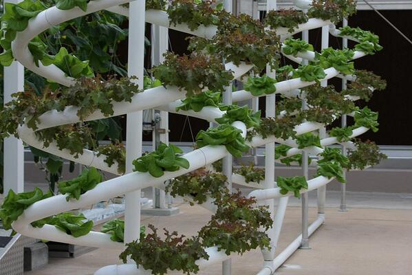 MillsNutrients's tweet photo. Give 100% #nutrition to your plants with #hydroponics.. http://t.co/4W6ngv2zLf http://t.co/eC6msflZYY