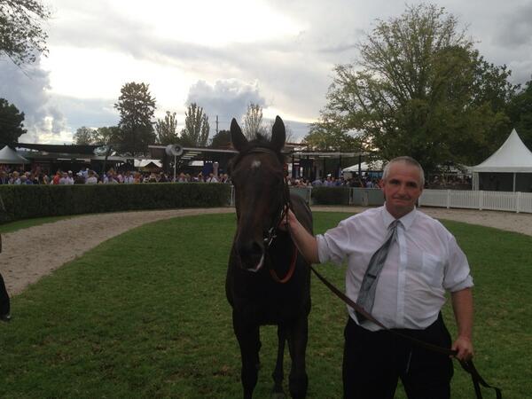 AndrewBensley's tweet image. Canny Ballad being paraded after the Albury Cup win.