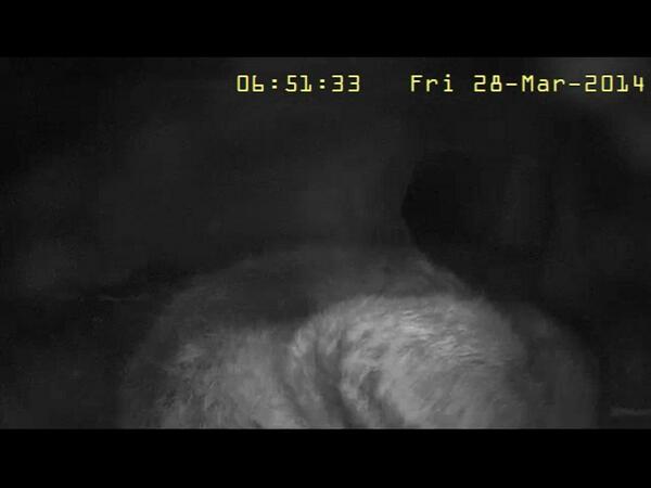 Vosjes geboren! Ze laten zich nog niet zien, wel horen. volgdevos.nl