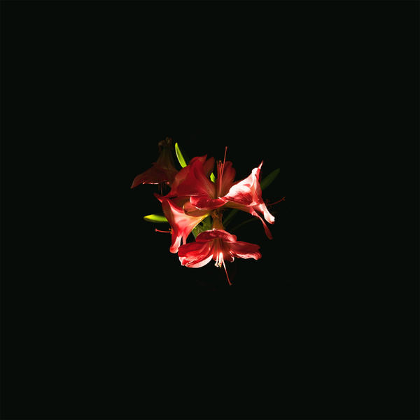 bonfa_mark's tweet photo. Luce delle 16.30, la serie completa su https://t.co/wivGqIawzr #fiori #flowers #spring #primavera #photography #photo http://t.co/7fS0BsSL4M