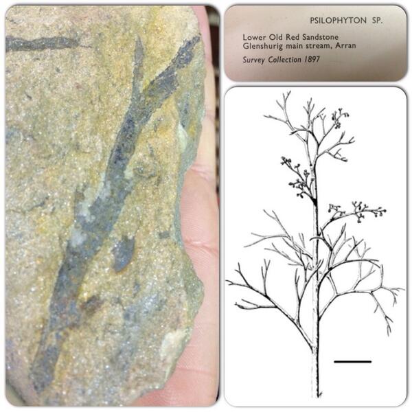 BritGeoSurvey's tweet image. The wait is over, it&apos;s #FossilFriday Today it&apos;s #Psilopython in the spotlight