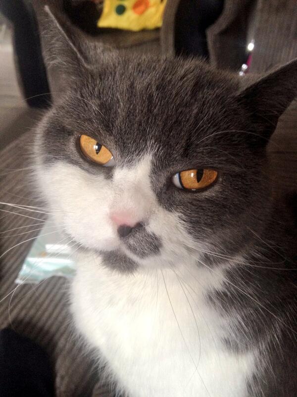 jesterfi's tweet photo. @EmmettScanlan uncanny cats #Pancake #Rio http://t.co/d3RUl3BFz9