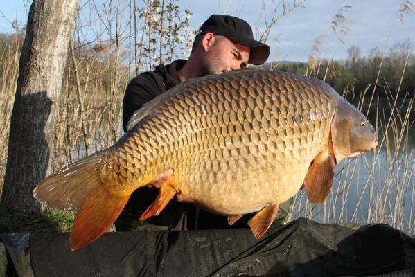ccmoore_baits's tweet image. 63lb common -Michael Schinnerl - CCM Tigers in Talin + Mini Bitez.@ccmoore_baits @WCCUK @carpcrossing @angling_times