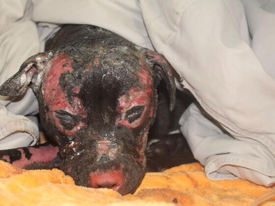 mrbradgoreski's tweet photo. Help Hope get the treatment she needs to get better. She was set on fire by her owner. here http://t.co/MdbFZ8HCkc http://t.co/j9TsdRigGL