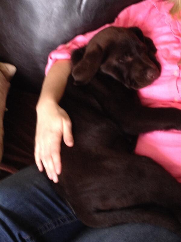 One tuckered out Marley dawg. Her first day of doggy day care. <a href="/HappyDogHotelIN/">Happy Dog Hotel&Spa</a> @dhs1802