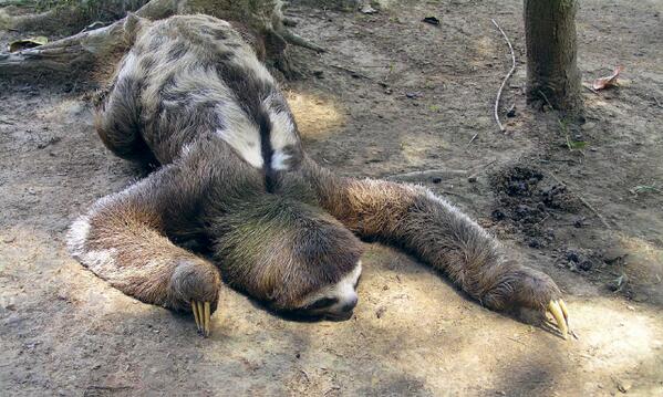 peru's tweet photo. Un tierno #Perezoso en la #SelvaAmazónica #Iquitos. Foto: pierre pouliquin http://t.co/fUfKRTRtIP