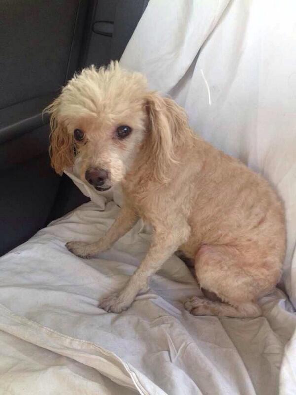 “@DayRuv: <a href="/PrrosPerdidosMX/">PerrosPerdidosMx</a> #encuentraperros Encontramos a esta perrita hoy en lomas de sotelo buscamos a su dueño! ”