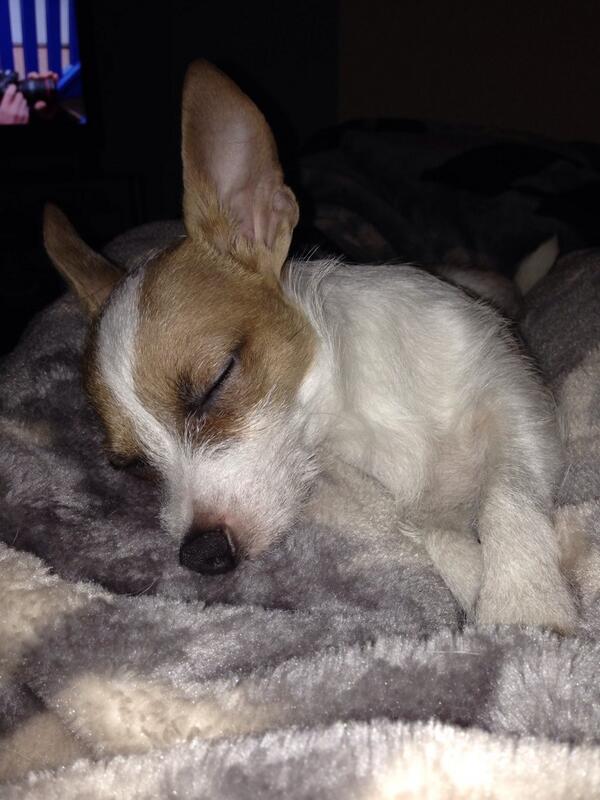 lilagrumpy's tweet photo. Mammie said I'm the cutest dog in the world 🐶 http://t.co/tUHqLTZ3HC