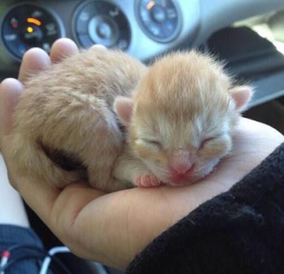 BabyAnmlPosts's tweet image. The tiniest kitten!