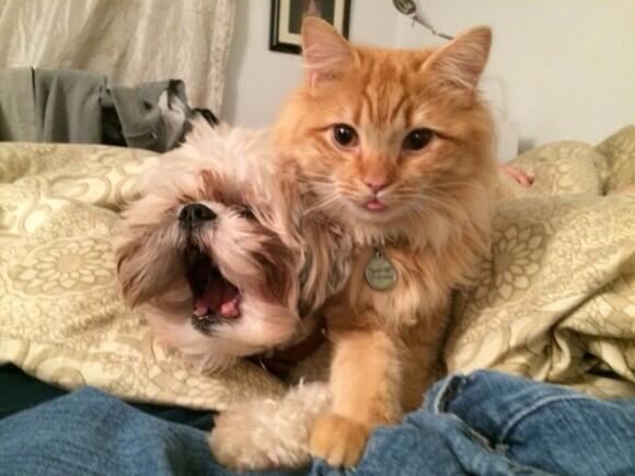 BabyAnmlPosts's tweet image. Best buds!