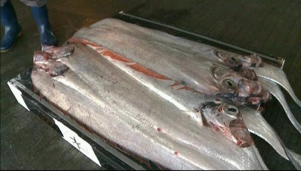 fuyugasukidesu's tweet photo. 福井市小浜市沖の定置網にまたまた深海魚(◎-��;)!!【サケガシラ】というんだって。
うーん󾭛なんか海で今何が起きてるんだろ。いや自然界かぁ。なんかこわいな。 http://t.co/vKdkyquUUm