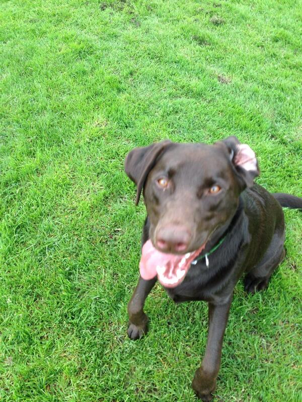 Runthosedogs's tweet image. Ball time with my buddy today! Thanks Rusko! #chocolatelablove #doglovers #lovemyjob