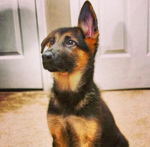 BabyAnmlPosts's tweet image. Listen up!