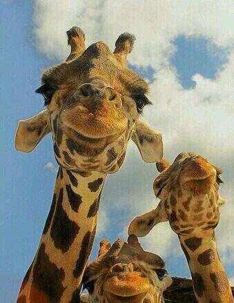 Babiee_ceee's tweet photo. @_Awesomenissa @TalamantesJenny us http://t.co/Qtxk5QDdMH